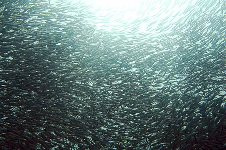 Sardines