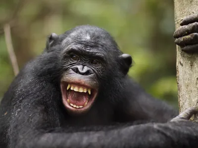Humans and Great Apes Giggle With a Similar Rhythm and Timing, Suggesting We Have Shared Our Style of Laughter for 15 Million Years image