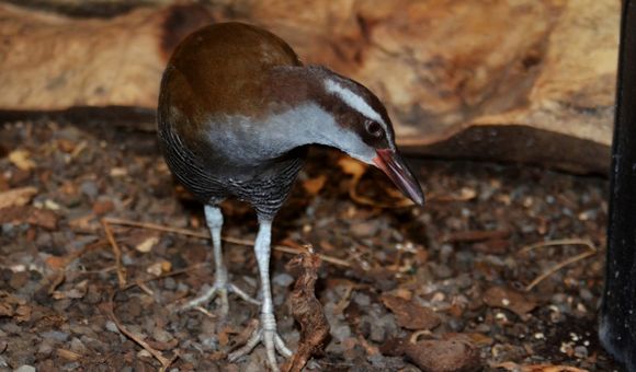 Tasi is a 4-year-old Guam rail and a marvel, considering that just a few decades ago his species nearly disappeared.