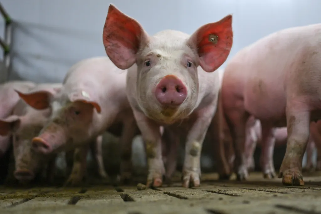 Row of pink pigs looking at the camera
