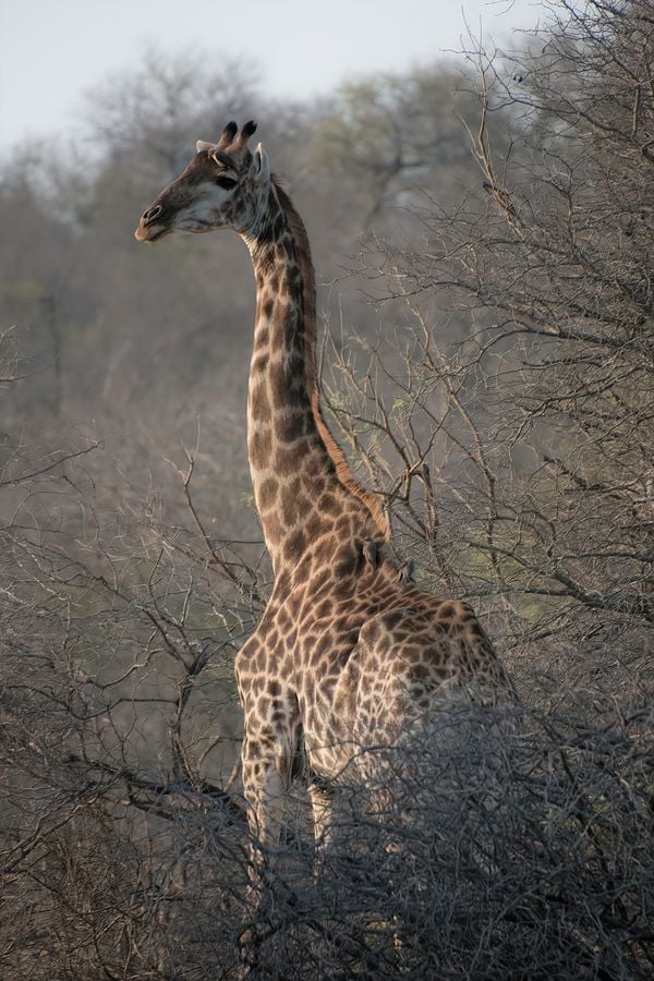 Giraffe in the morning thumbnail