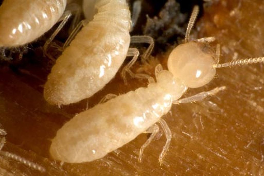 Termite digestion of wood pulp