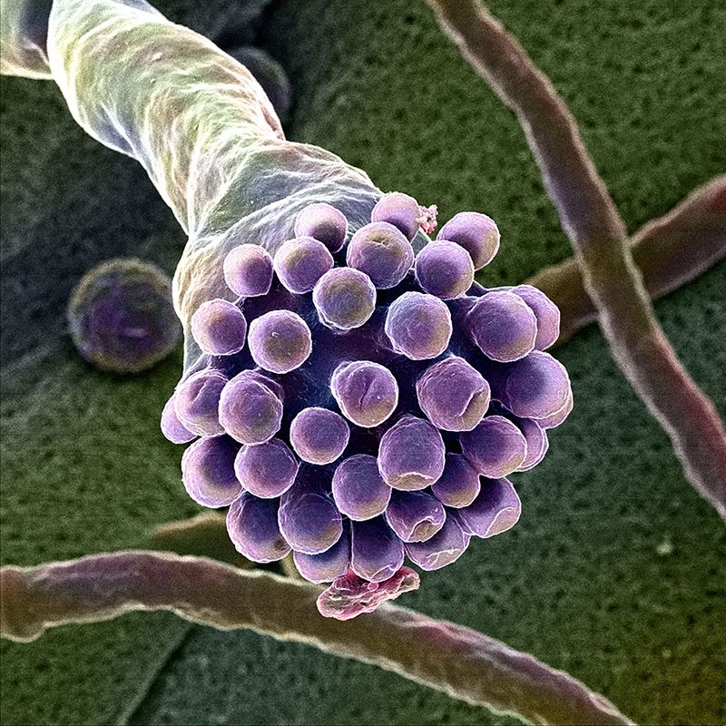 Scientists Make Art From Objects Invisible to the Naked Eye