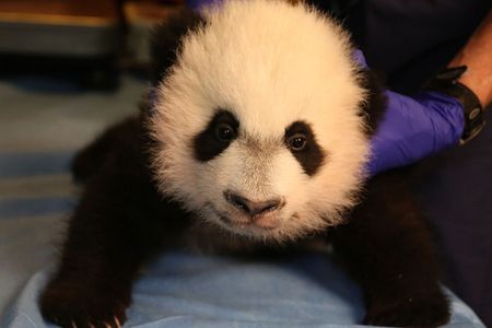 Bei Bei, the National Zoo's youngest giant panda cub, during a veterinary exam when he was less than three months old. 