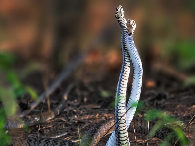 Combat Dance Of Two Male Snakes | Smithsonian Photo Contest ...