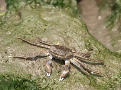 Chinese mitten crabs compete with native species for habitat and food.