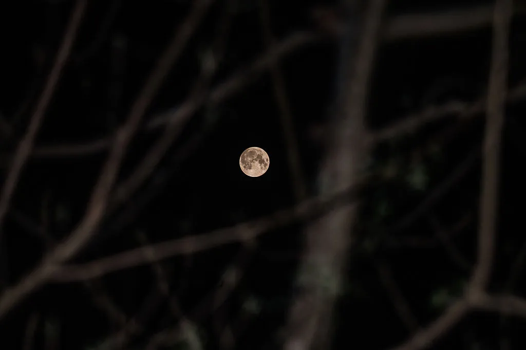 a full moon appears through some tree branches