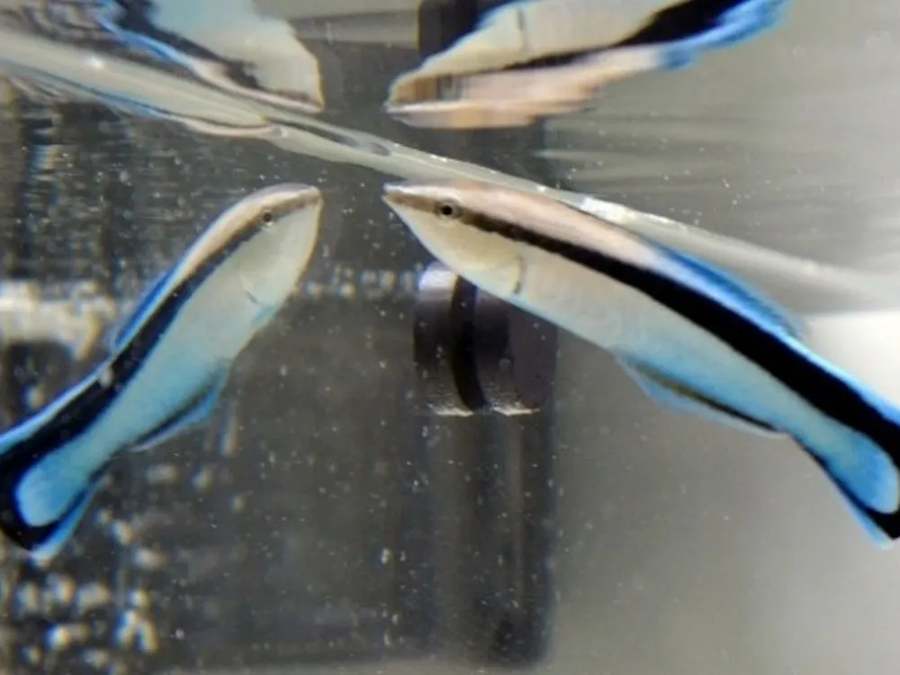 A small blue, white and black fish looking in a mirror under water