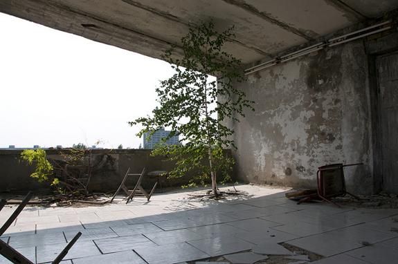 A tree grows in the Polissya Hotel in Pripyat.