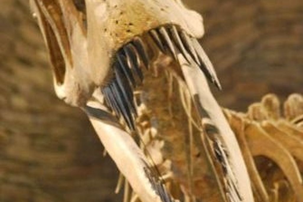 20110520083147torvosaurus-ancient-life1.jpg