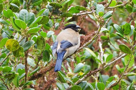 An Azores bullfinch feeds on the buds of a native tree on S&atilde;o Miguel Island in the Azores.