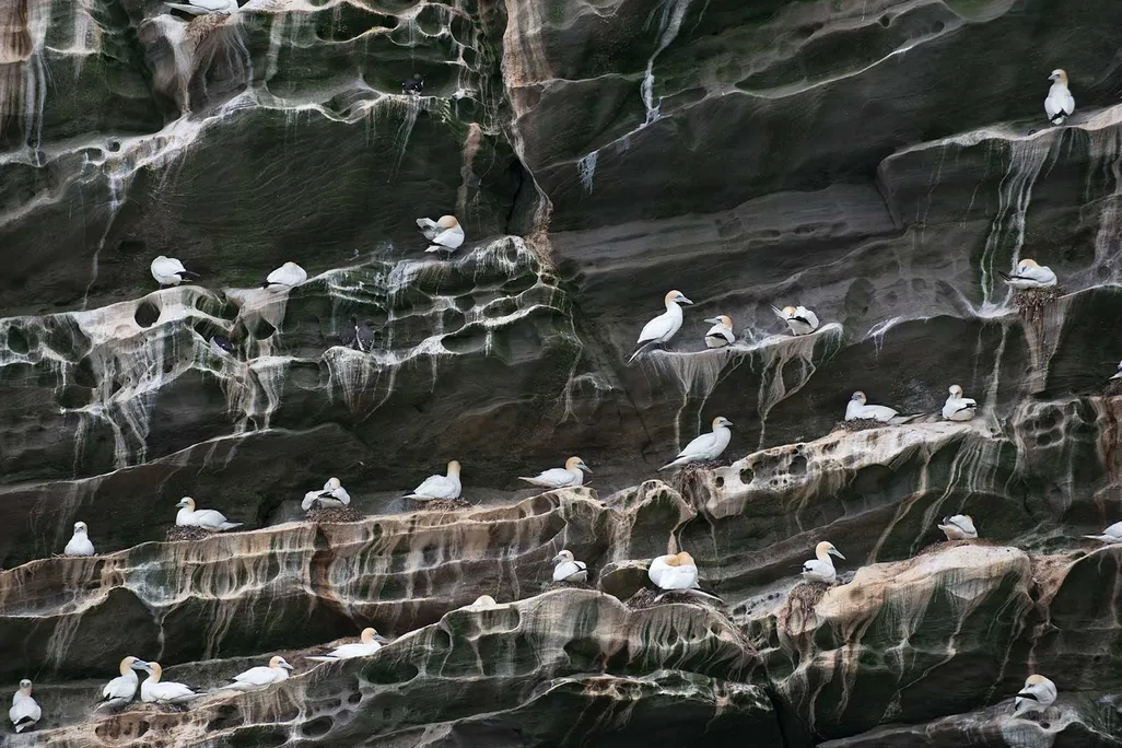 Seabird guano