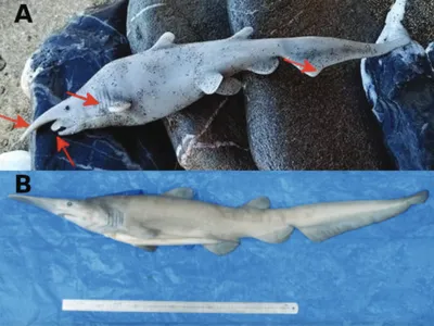 Top: The citizen science photo of an alleged juvenile goblin shark found on the beach of Anafi Island in Greece. Bottom: A juvenile female goblin shark found near Shimizu, Japan.