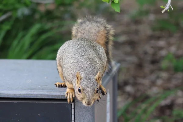 Hungry Squirrel thumbnail