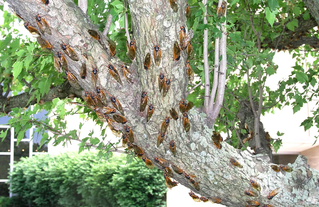 Dozens of cicadas perched on tree branch