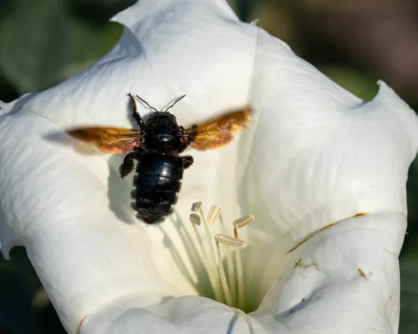 Pollinator busy at work thumbnail