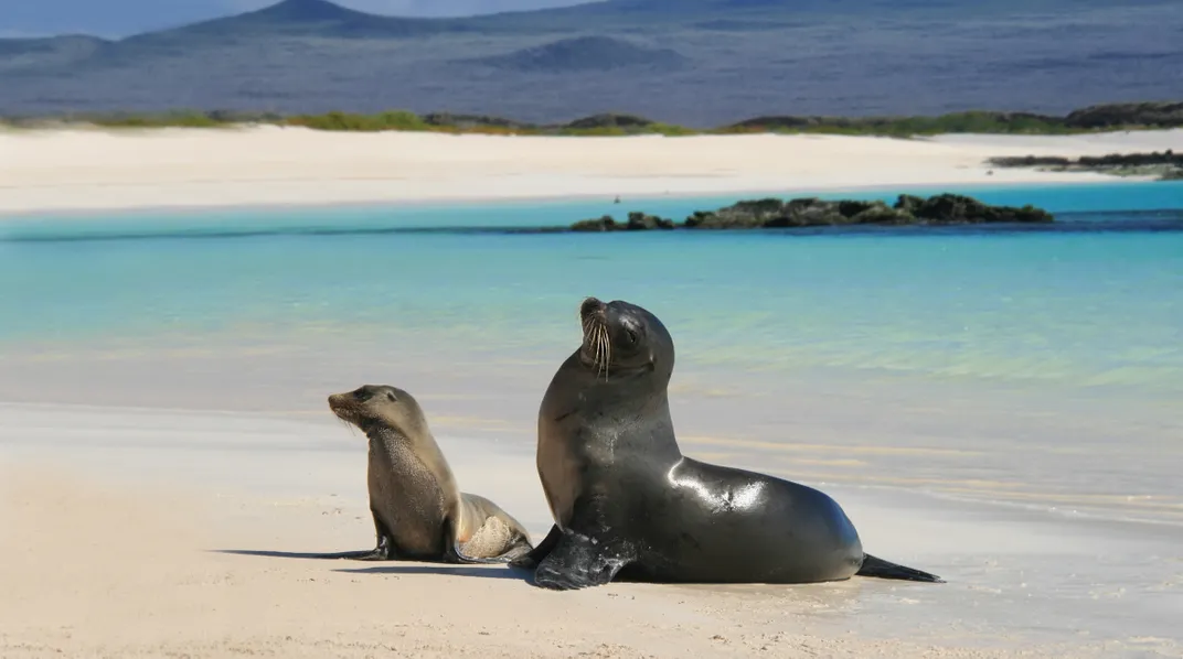 Mother and baby seal