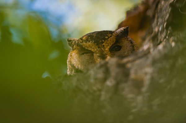 An Indian scops owl peeps from its tree hole at Kanha National Park in Madhya Pradesh, India.