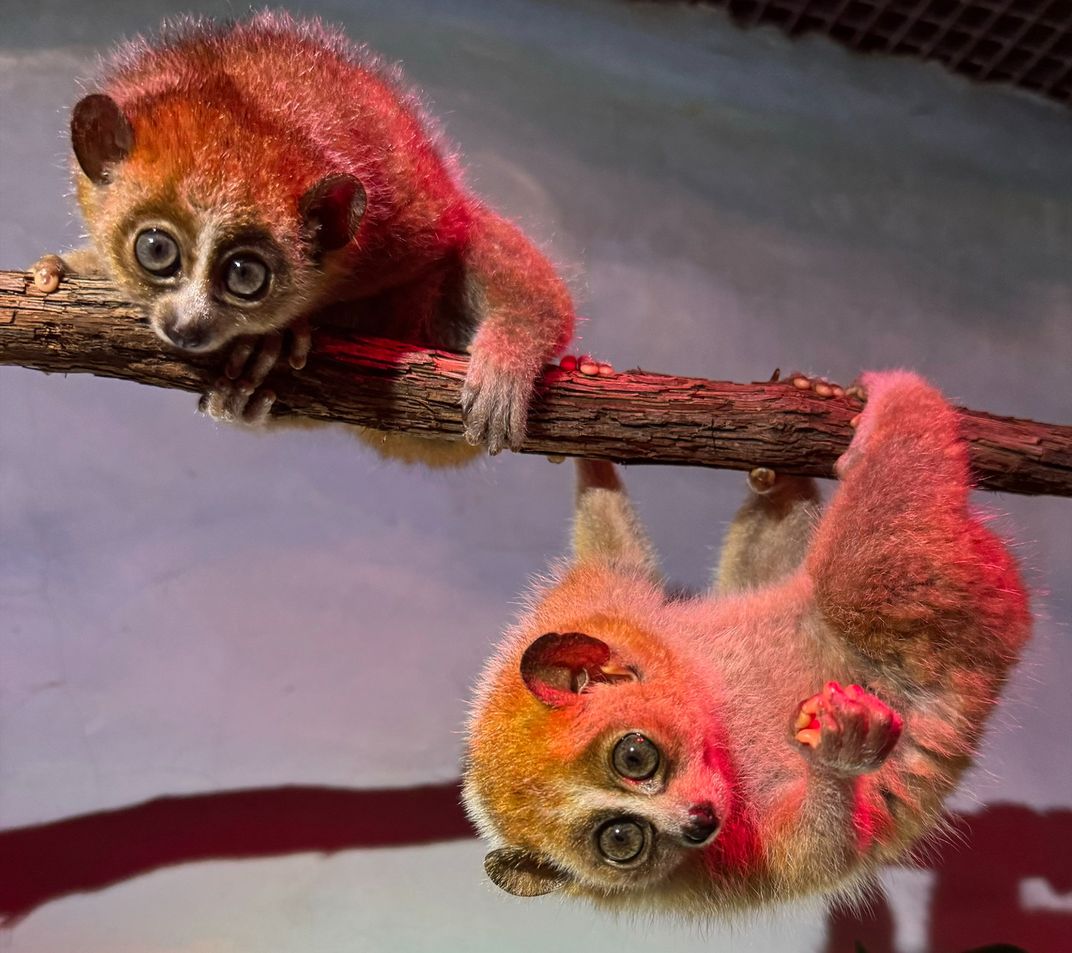Pygmy slow loris babies Zuko (left) and Azula (right)