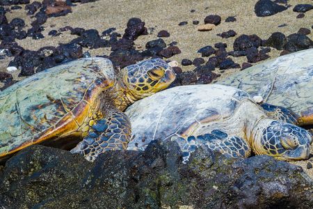 The rare green sea turtle, shown here on a volcanic beach in the Pacific, made a mysterious reappearance on Bermuda's shores in 2015.
