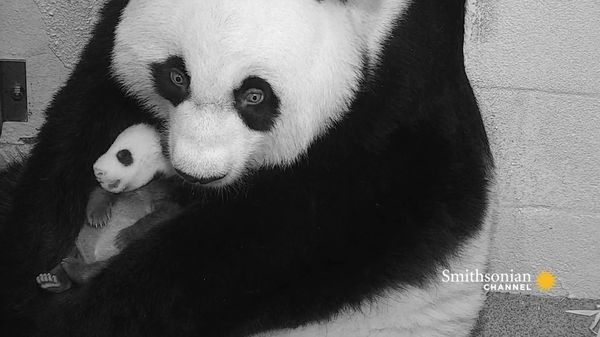 Preview thumbnail for Panda Birth is Both a Source of Hope — and of Cuteness Overload