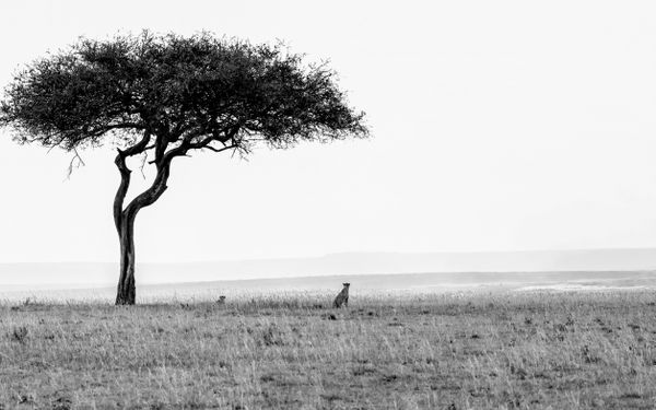 Cheetah standing in the wind thumbnail