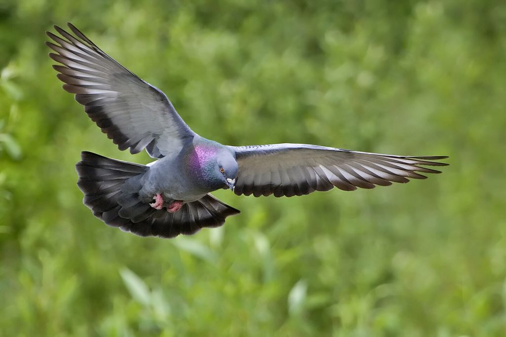 pigeons