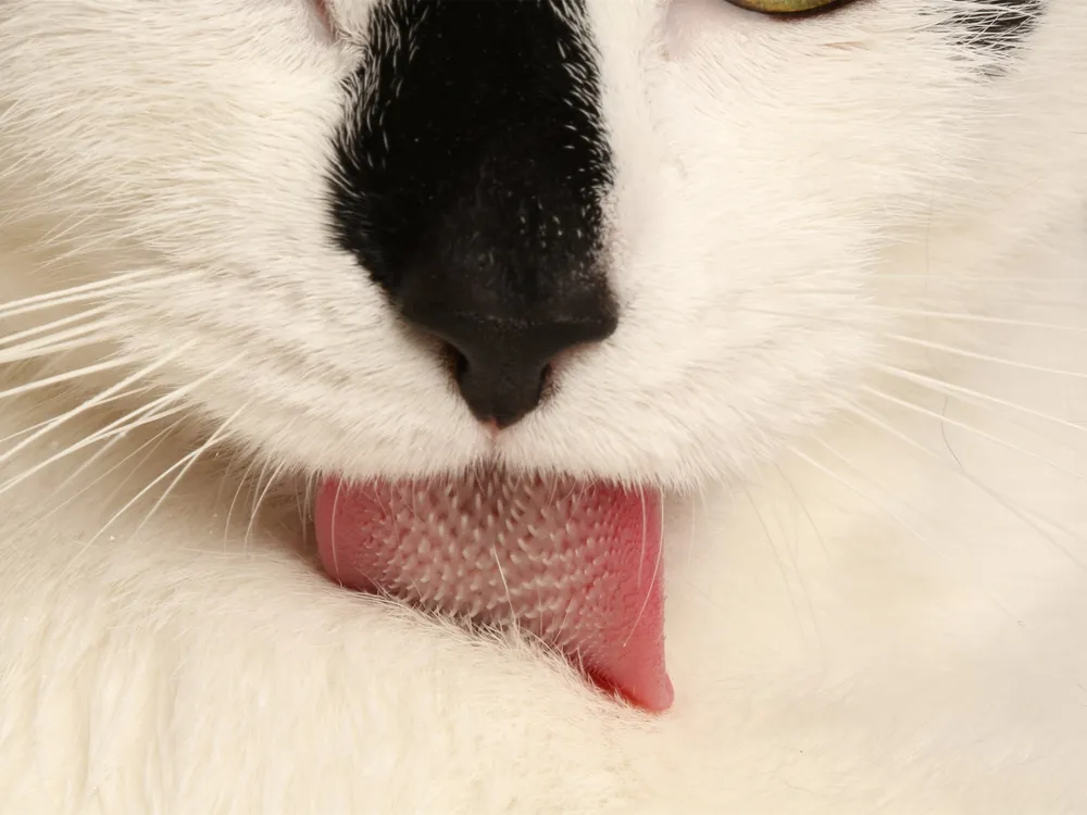 Kitty Tongue
