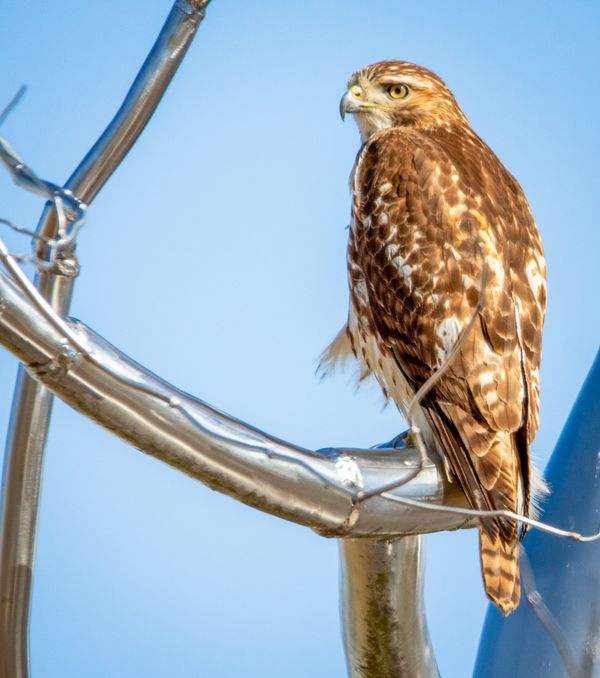 The Hawk and the Tree Statue thumbnail