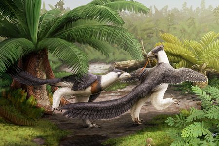 Hesperornithoides miessleri was a feathered dinosaur with many features we now associate with birds. 