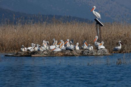 A floating platform in Skadar Lake entices pelicans to build their nests here, protecting them from floods.