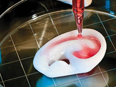 Regeneration ear