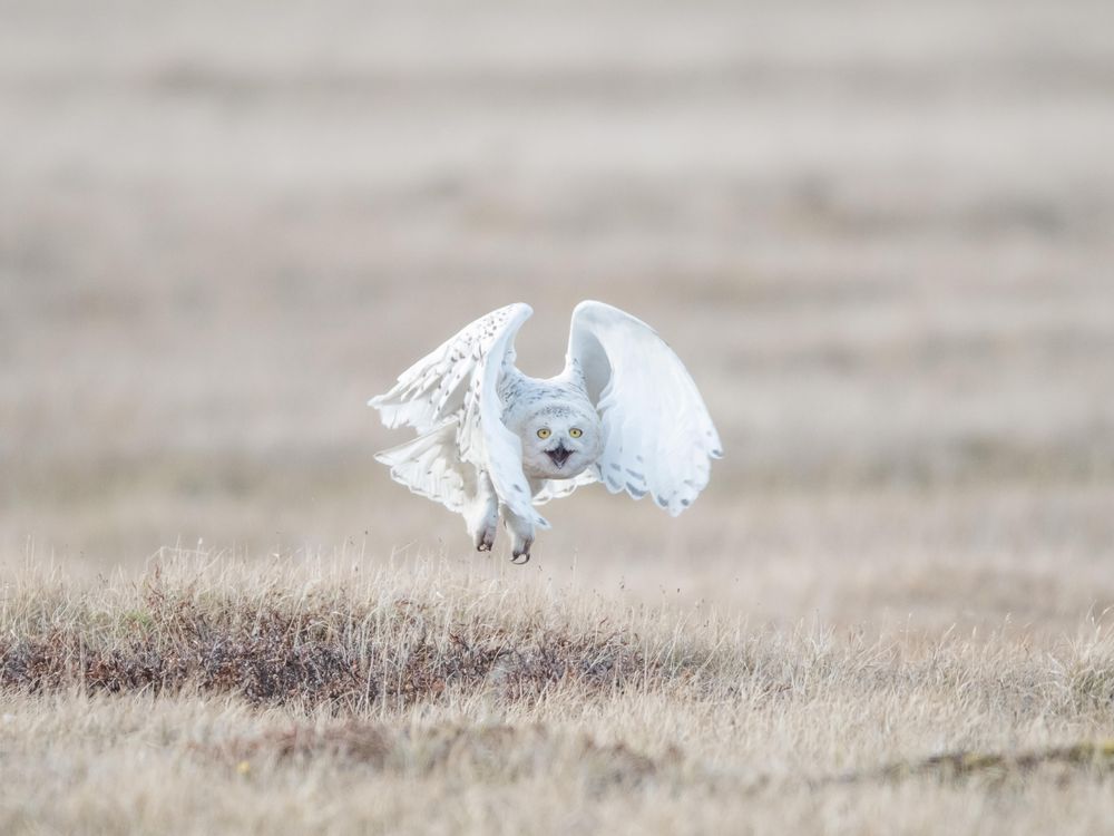 Why Is the Snowy Owl Disappearing?