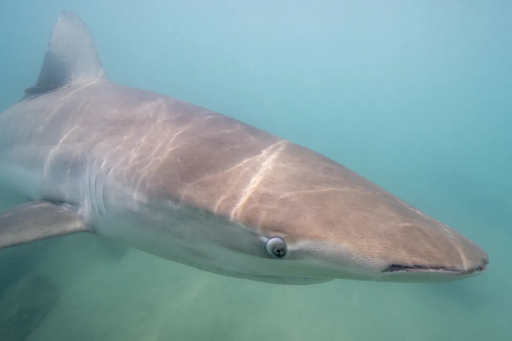 close-up of a dusky shark