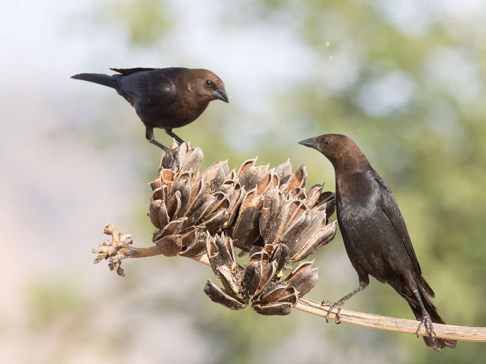 Brown Cowbirds