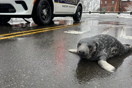 Police helped keep the baby seal out of harm&#39;s way until help could arrive.