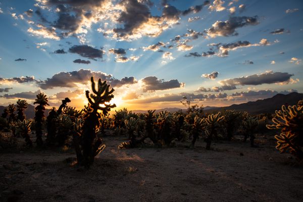 Sunrise at the Cholla Cactus Garden thumbnail