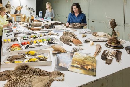 The Smithsonian’s Division of Birds provided about 40% of the tissue samples for the new bird genomes in a landmark study.