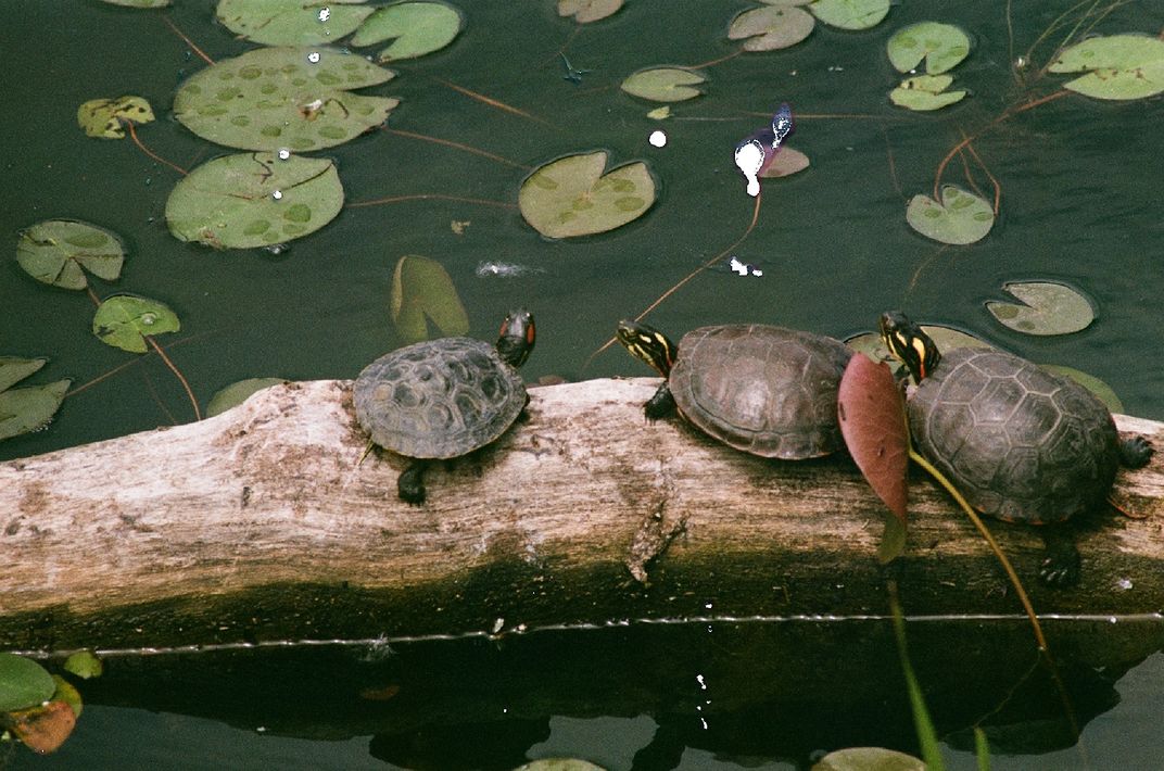 Trio of turtles | Smithsonian Photo Contest | Smithsonian Magazine