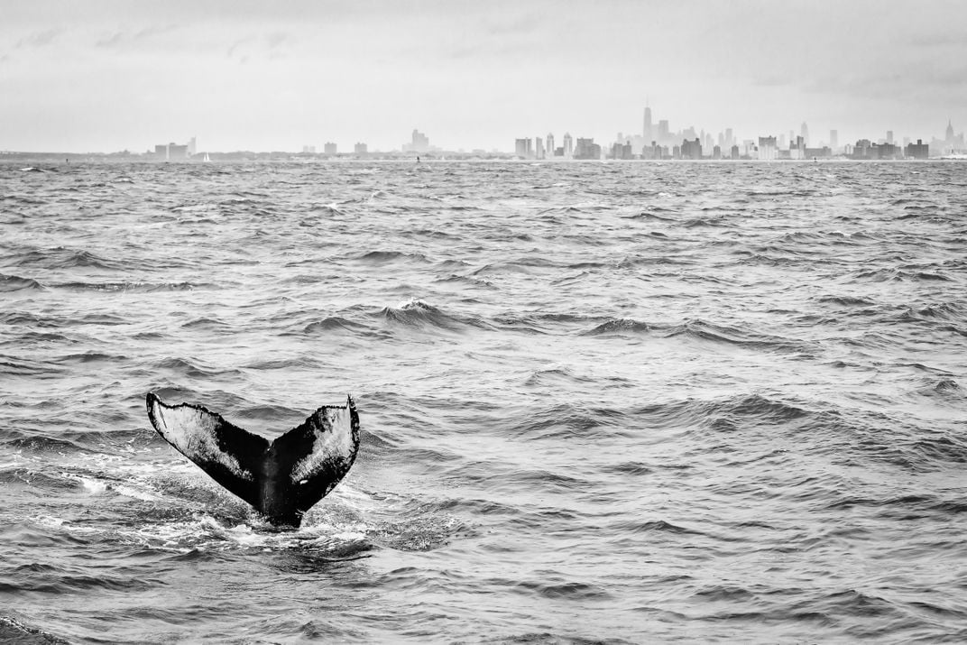 An image of a humpback whale's tail poking out from the ocean. In the background, a skyline of a city is seen.