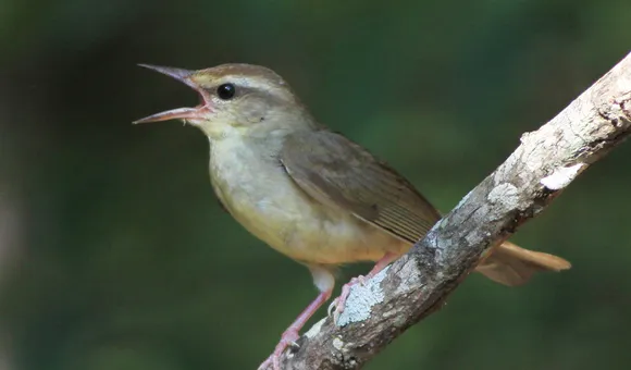 swainsons_warbler_g_r_graves_with_si_logo.jpg