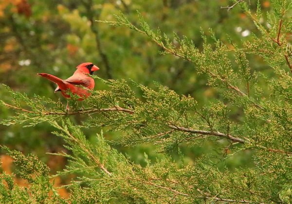 Cardinal sitting on spruce limb thumbnail