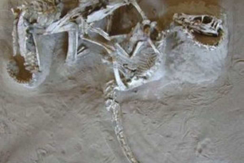 20110520083149raptor-protocetatops-300x296.jpg