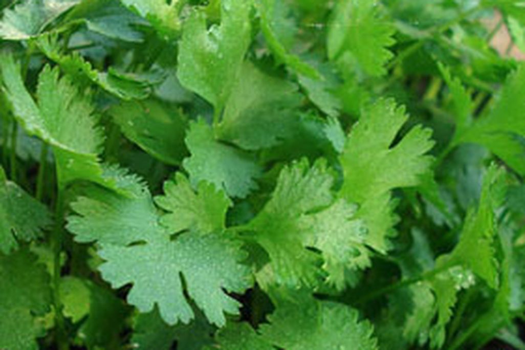 20110520090007cilantro.jpg
