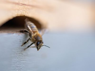 Among the many threats facing honeybees in the United States, the Varroa destructor mite could be the most devastating. 