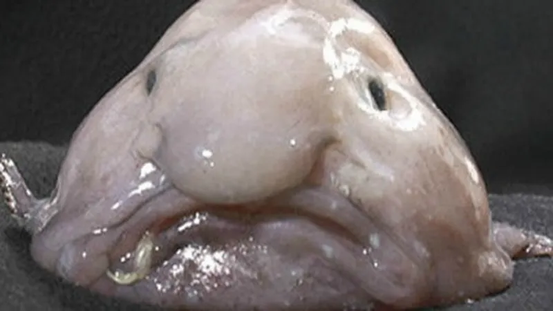The blob fish was once thought to be the worlds ugliest fish, but  researchers recently found the fish in its natural habitat and looks quite  different : r/Damnthatsinteresting