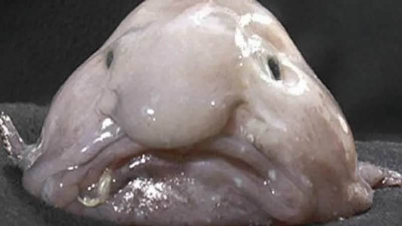 The World's Ugliest Animal blobfish looks ugly when out of water because  of its low-density flesh. Under the deep sea the fish looks normal because  the pressure compresses it to normal state. 