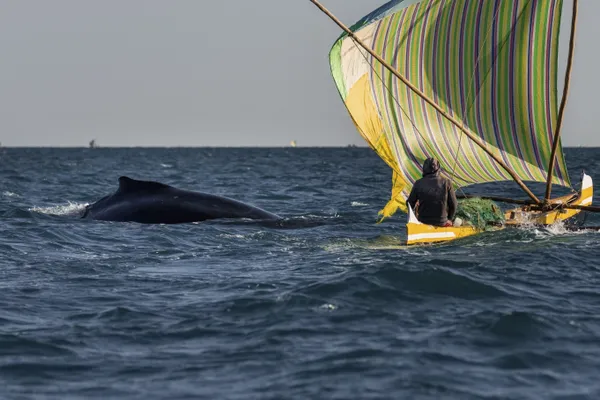 Fishing Companion thumbnail