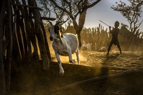 Boy Sheperd thumbnail