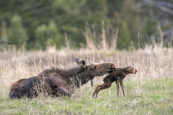 A moose calf and mom thumbnail